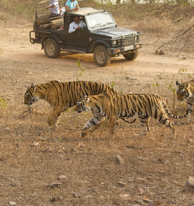 tiger safari