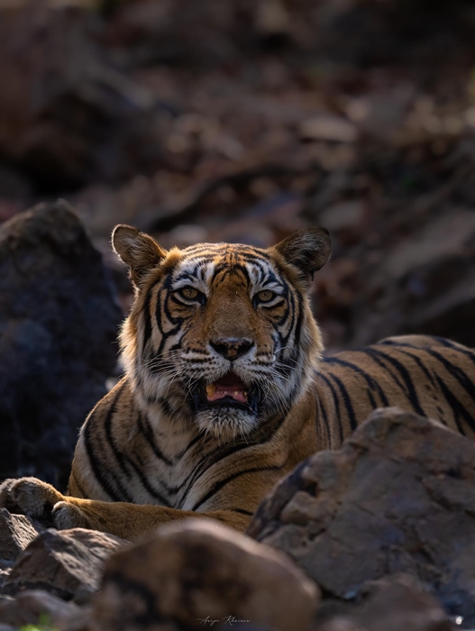 sariska tiger reserve