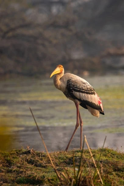 Bharatpur Bird Sanctuary