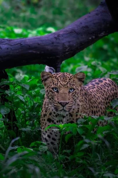 Jawai Leopard Safari
