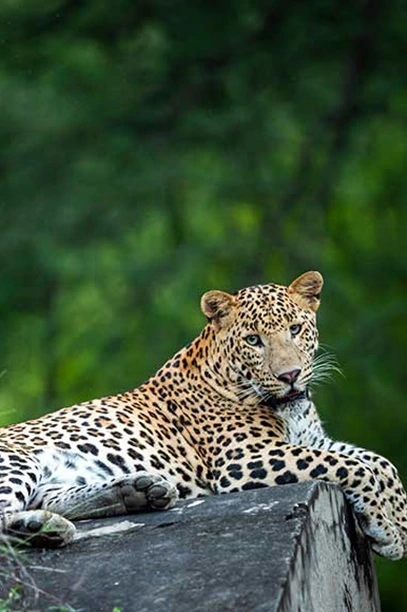 Jhalana Leopard Safari