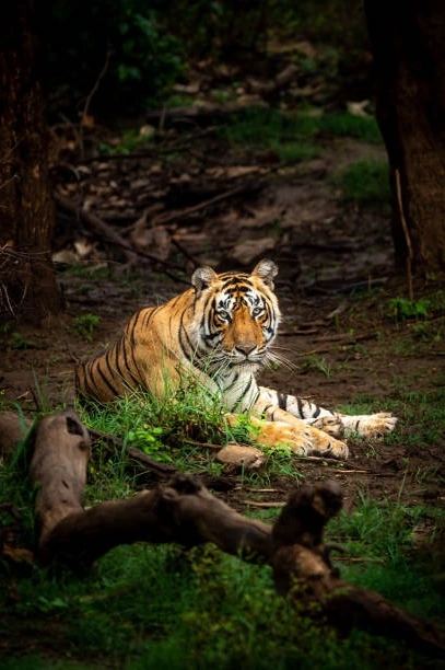 Sariska Tiger Reserve