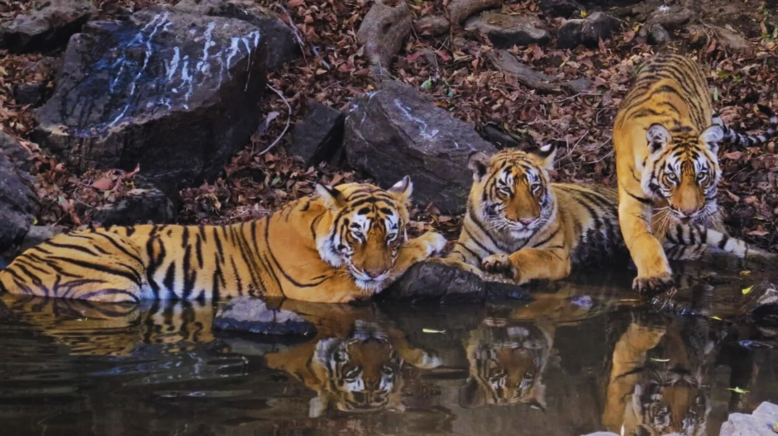 famous-ranthambore-tigers