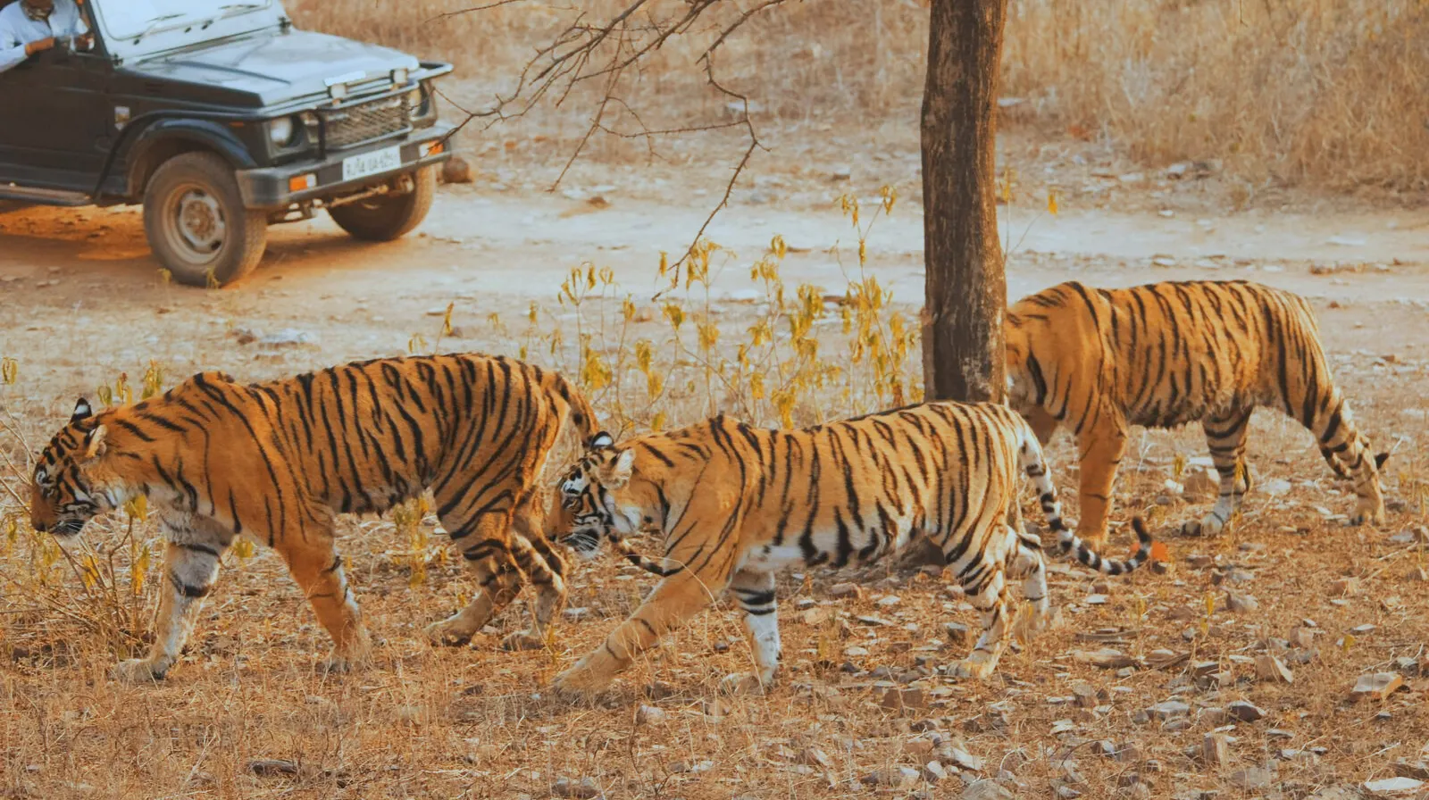 ranthambore-tiger-safarii